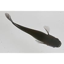 31fub7r+IiL._AC_UL210_SR210,